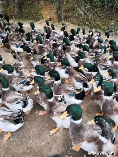 两个微生物产品，破解青头鸭养殖中的大难题