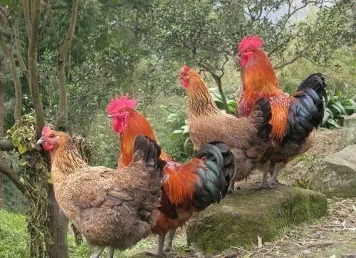 重庆市 巴南区优选滞销农产品推荐